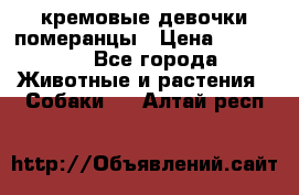 кремовые девочки померанцы › Цена ­ 30 000 - Все города Животные и растения » Собаки   . Алтай респ.